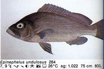 Epinephelus undulosus